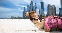 Путевки в Арабские Эмираты